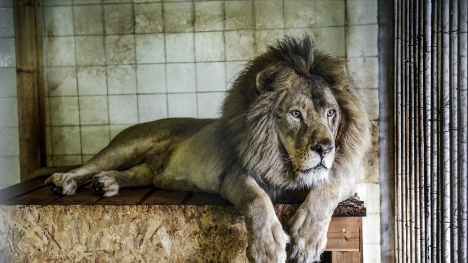 Σοκ σε ζωολογικό κήπο: Λιοντάρι δαγκώνει το χέρι του φύλακα