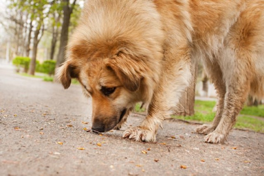 Νέα κτηνωδία – Ανεγκέφαλοι κρέμασαν σκύλο από δέντρο
