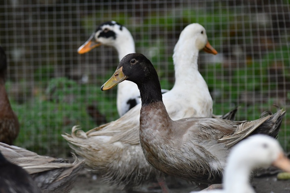 Δεύτερο κρούσμα της γρίπης των πτηνών στην Ουγγαρία