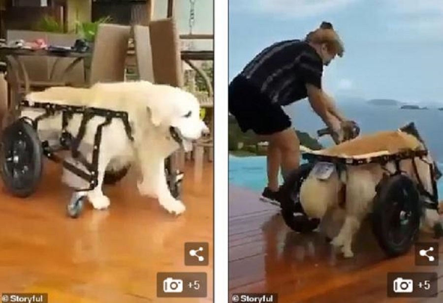 Ανάπηρος σκύλος που βούτηξε στην πισίνα με το καροτσάκι και έκοψε τη χολή της αφεντικίνας του (BINTEO)