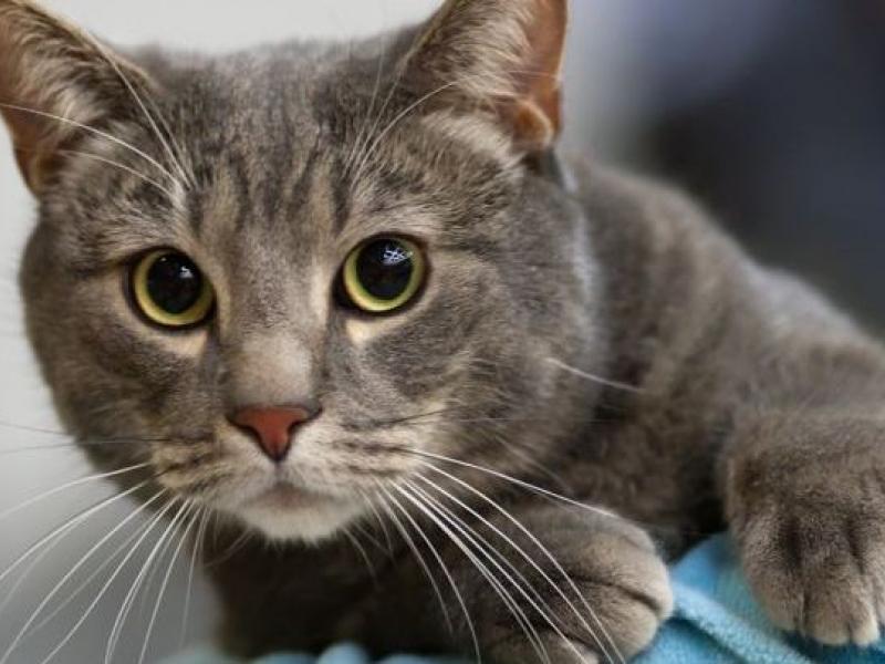 Κορωνοϊός: Γάτα προσβλήθηκε από τον ιό αλλά κατάφερε να επιζήσει