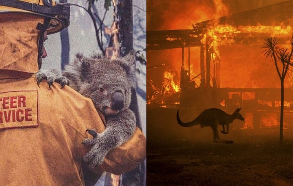 Πυρκαγιές Αυστραλία: Εθελοντές πλέκουν γάντια για κοάλα και μάρσιπους για καγκουρό