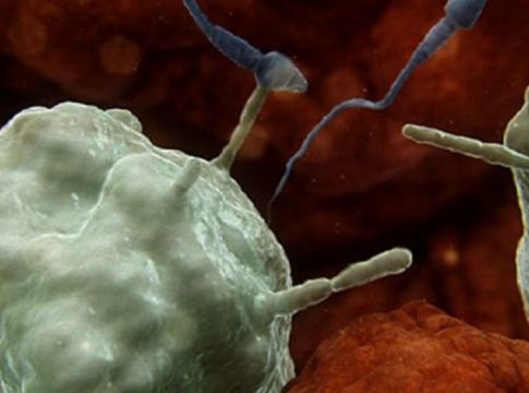 Μοναδικό βίντεο: Πώς στο σώμα της γυναίκας επιτίθεται στα σπερματοζωάρια