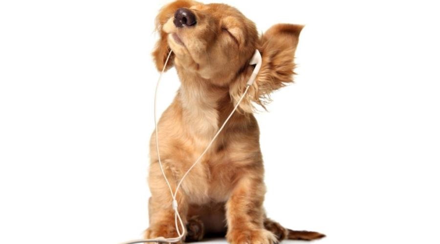 Και οι σκύλοι θέλουν τη μουσική τους! Το Spotify έφτιαξε λίστες μόνο για τους τετράποδους φίλους μας