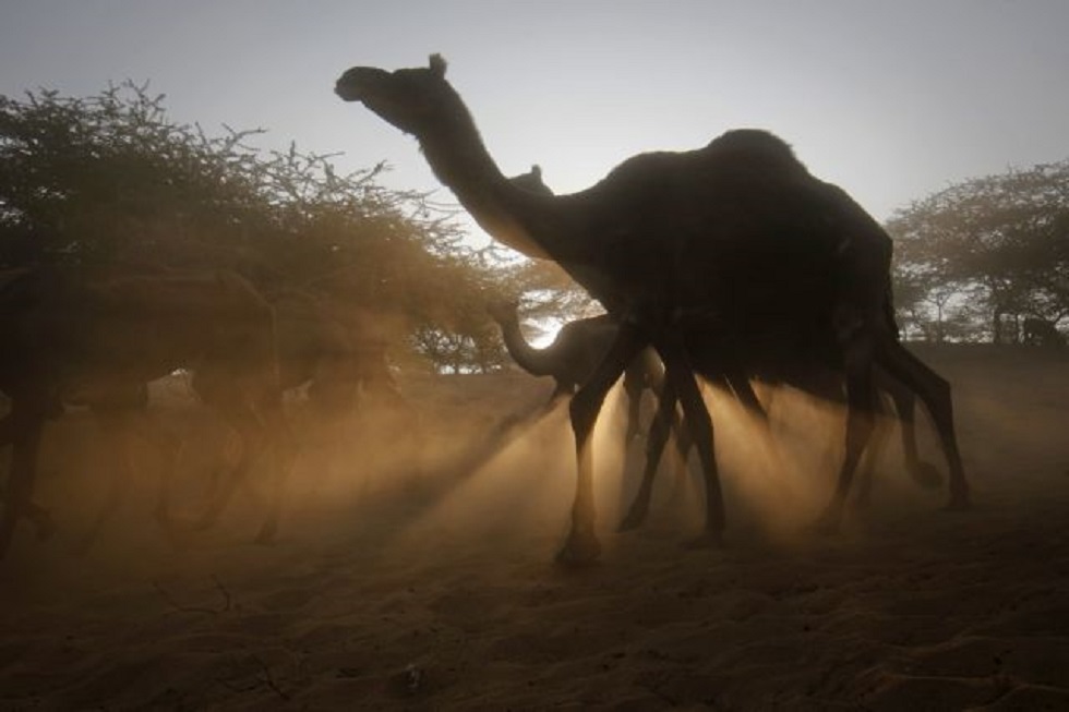 Λιβύη : Εκκενώνεται η Τρίπολη από 3.000 καμήλες