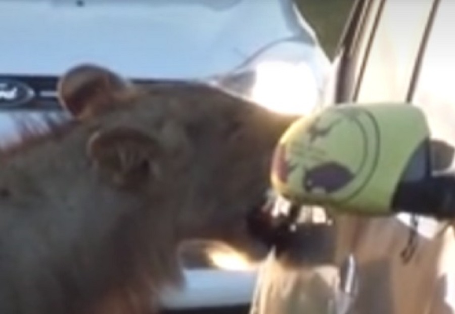 Απίστευτο: Λιοντάρι προσπαθεί να ανοίξει πόρτα αυτοκινήτου