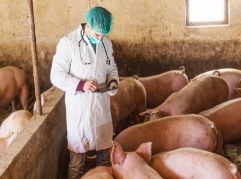 Aφρικανική πανώλη των χοίρων: Έρευνες για τον τρόπο που έφτασε στην Ελλάδα
