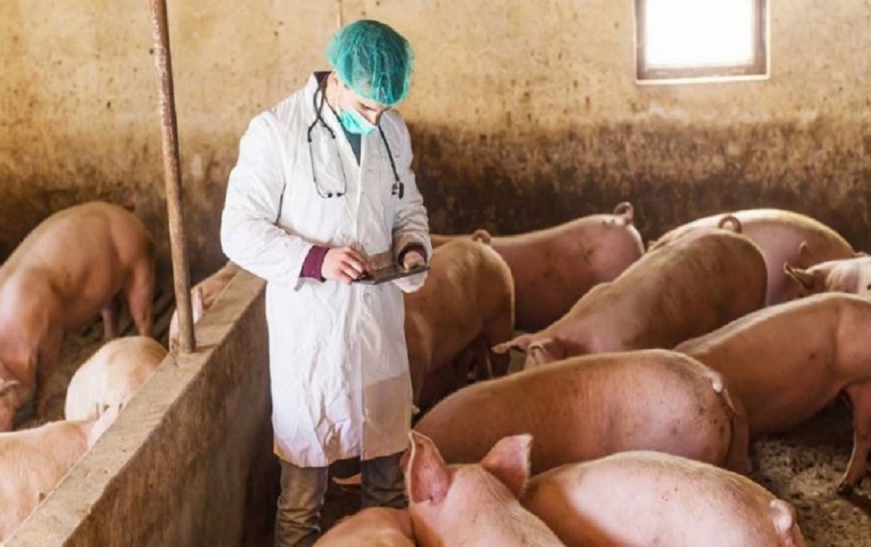 Aφρικανική πανώλη των χοίρων: Έρευνες για τον τρόπο που έφτασε στην Ελλάδα