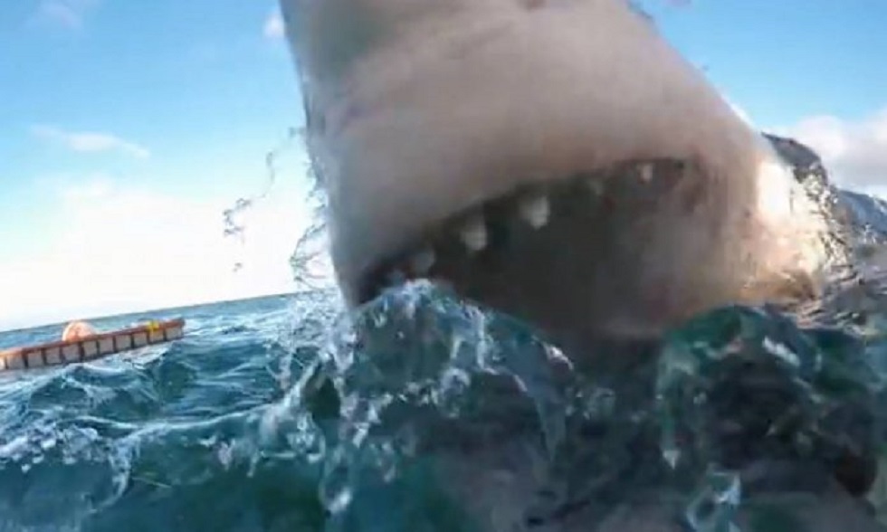 Συγκλονιστικό: Τρομακτική επίθεση καρχαρία