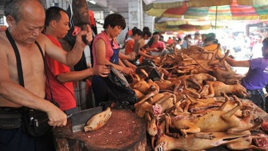 Σε λαϊκή αγορά της Ινδονησίας γδέρνουν ζωντανά και τρώνε ωμά φίδια, σκύλους, νυχτερίδες και γάτες