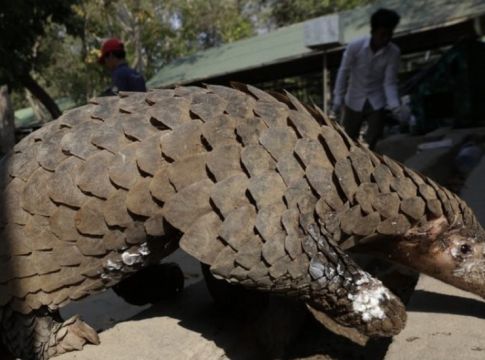 Κορωνοϊός: Έρευνα «αθωώνει» τον παγκολίνο για τη μετάδοση του ιού στον άνθρωπο