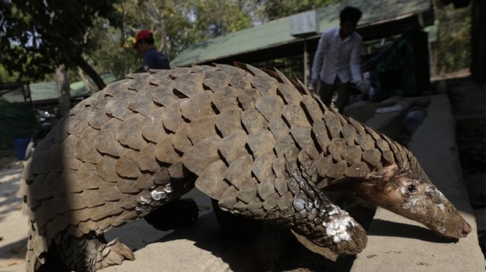 Κορωνοϊός: Έρευνα «αθωώνει» τον παγκολίνο για τη μετάδοση του ιού στον άνθρωπο
