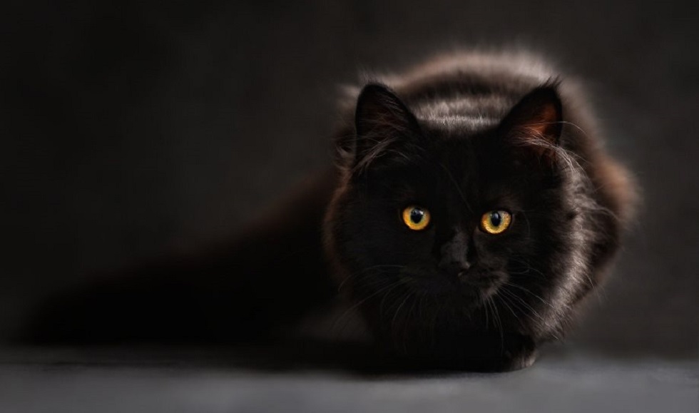 Κορωνοϊός: Κρούσμα σε γάτα εντοπίστηκε στο Βέλγιο