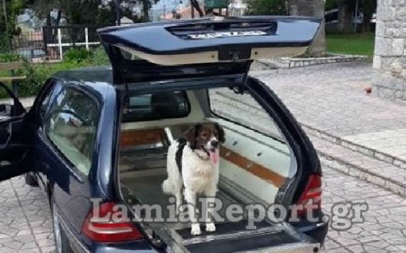 Ραγίζει καρδιές ο «Χάτσικο» της Φθιώτιδας – Πήγε στην κηδεία του αφεντικού του και πήδηξε στη νεκροφόρα (ΒΙΝΤΕΟ)