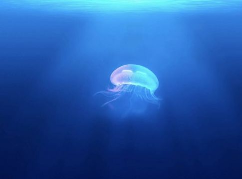 Απίστευτη εικόνα: Τεράστια τσούχτρα στα νερά της Βενετίας (video)