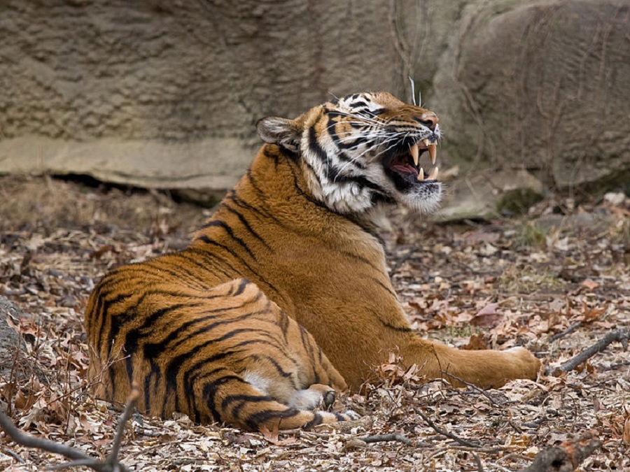 Κοροναϊός: Θετική στον ιό τίγρη σε ζωολογικό κήπο στη Νέα Υόρκη
