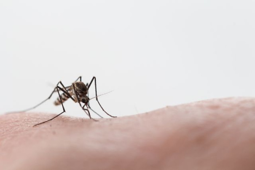 Μεταδίδεται από τα κουνούπια ο κορωνοϊός – Ολα όσα πρέπει να ξέρετε