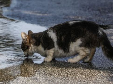 Κορωνοϊός: Δύο γάτες στη Νέα Υόρκη βρέθηκαν θετικές – Τι λένε οι ειδικοί