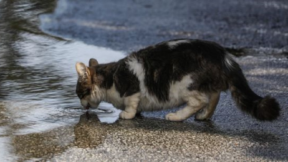 Κορωνοϊός: Δύο γάτες στη Νέα Υόρκη βρέθηκαν θετικές – Τι λένε οι ειδικοί