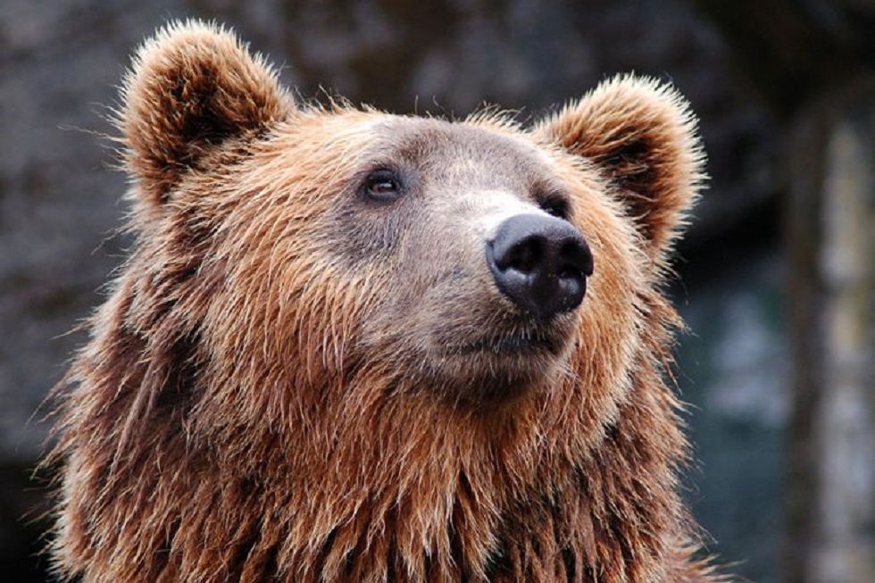 Κορωνοϊός – Κίνα: Εγκρίνει φάρμακο με χολή της αρκούδας