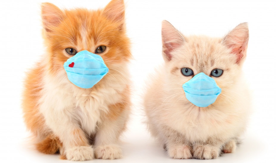 PETA: Οι γάτες μας συμβουλεύουν πώς να φυλαχθούμε από τον κορωνοϊό! (video)