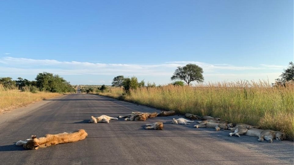 Κορωνοϊός – Νότια Αφρική: Λιοντάρια κοιμούνται στον άδειο δρόμο