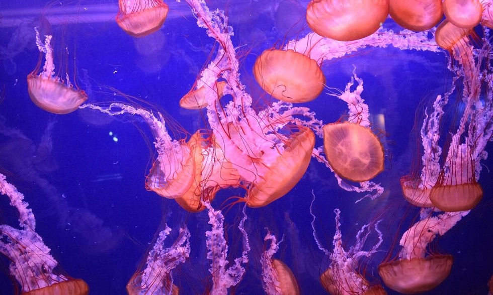 Χιλιάδες μέδουσες έκαναν επέλαση σε παραλία λόγω… κορονοϊού (video)