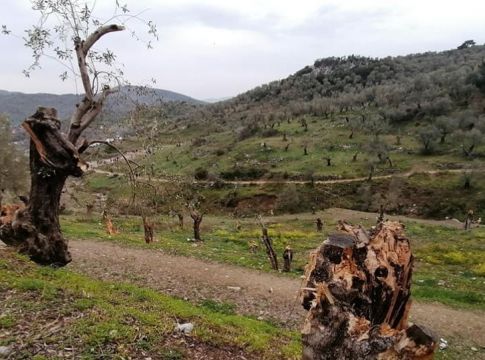 Μεταναστευτικό – Μόρια: Αφανίζονται αιωνόβια ελαιόδεντρα και γίνονται… καύσιμη ύλη