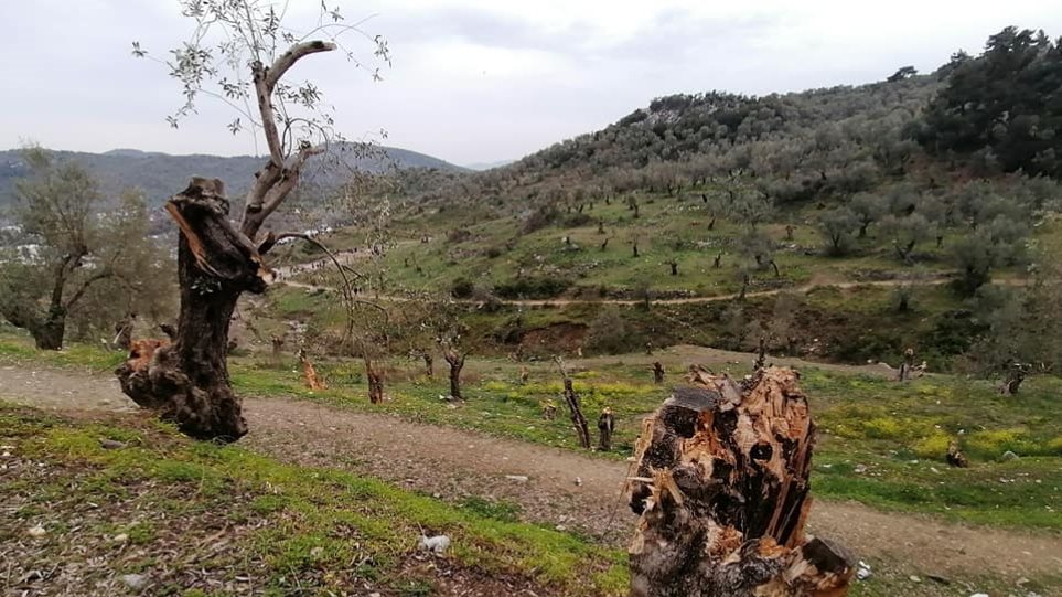 Μεταναστευτικό – Μόρια: Αφανίζονται αιωνόβια ελαιόδεντρα και γίνονται… καύσιμη ύλη