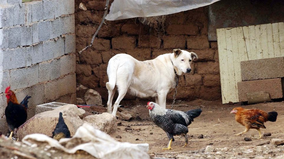 Κορωνοϊός: Αμερικανός ειδικός εξηγεί από ποια ζώα προήλθαν διαχρονικά οι επιδημίες