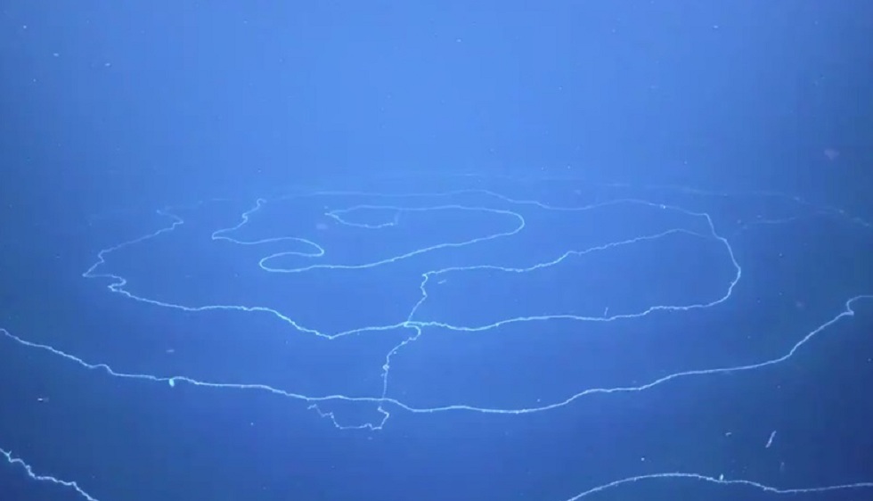 Ανακαλύφθηκε το μακρύτερο ζώο στη γη – Ζει στη θάλασσα και έχει μήκος πάνω από 120 μέτρα