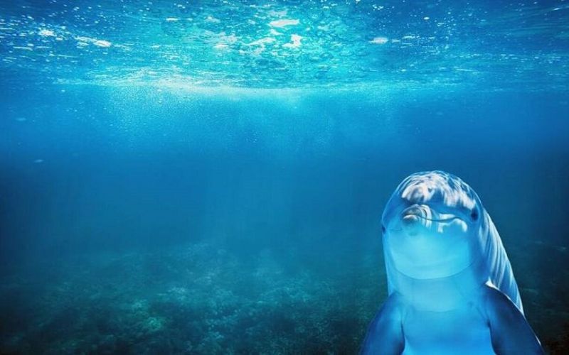 Δελφίνι κάνει δώρα στους επισκέπτες για φαγητό – Δείτε τι βγάζει από τη θάλασσα