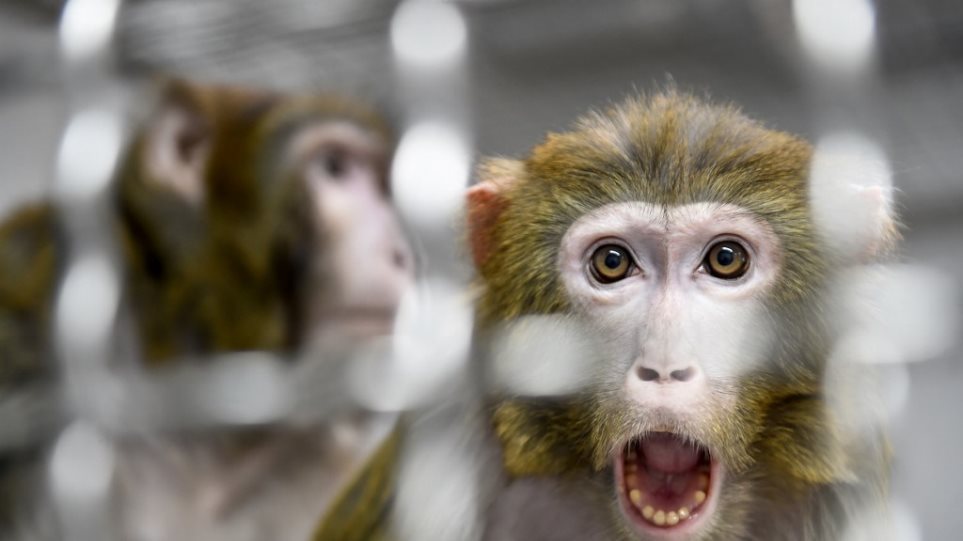 Μελέτες για τον κορωνοϊό: Πίθηκοι που μολύνθηκαν από τη νόσο απέκτησαν…