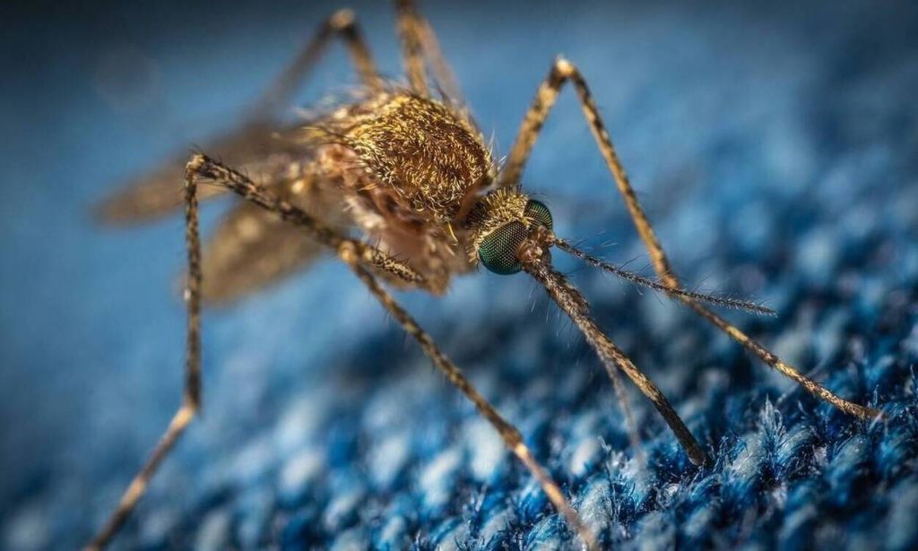Κορονοϊός: Μεταδίδεται από τα κουνούπια; – Η απάντηση Τσιόδρα