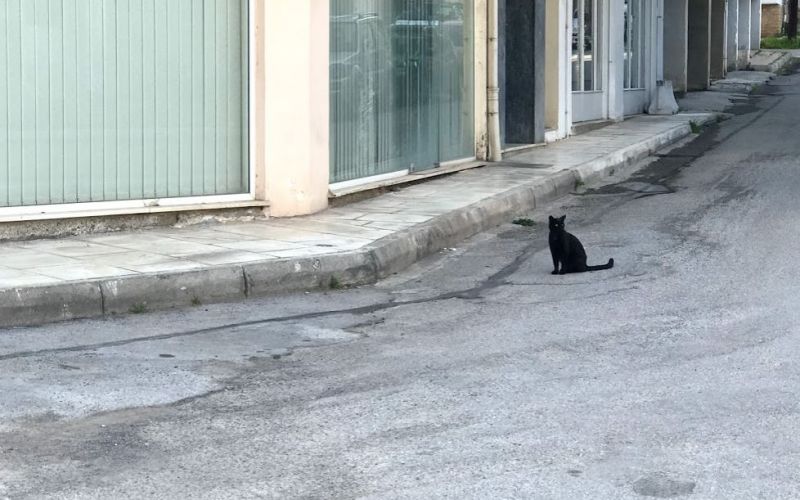 Χαλκίδα ειδήσεις: Όταν ένα τρομακτικό «τέρας» είχε βρεθεί στην γέφυρα!