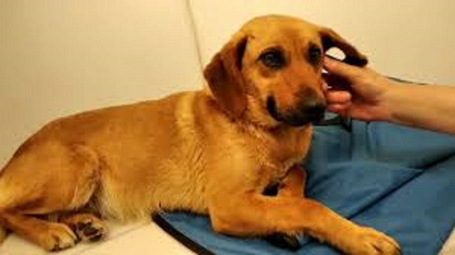Φρίκη στο Αίγιο: 85χρονος βίασε σκυλίτσα