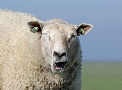 Δες τι έγινε επειδή τσάντισε το πρόβατο