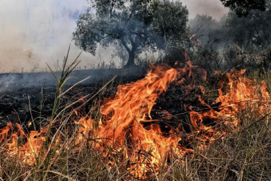 Πυρκαγιά στη Ράχη Αχαΐας – Μεγάλη κινητοποίηση της Πυροσβεστικής