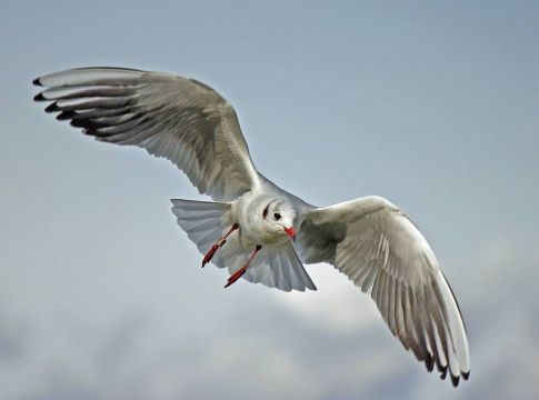 Γλάρος επιτέθηκε σε άνδρα για να του πάρει το σάντουιτς από το στόμα (pics)