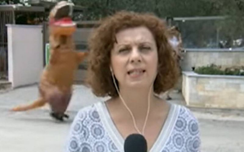 Επικό : Ενας… δεινόσαυρος έτρεχε πίσω από την ρεπόρτερ της ΕΡΤ!