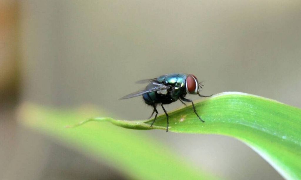 Δείτε τι συμβαίνει όταν ακουμπήσει μύγα το φαγητό σας; (pics)