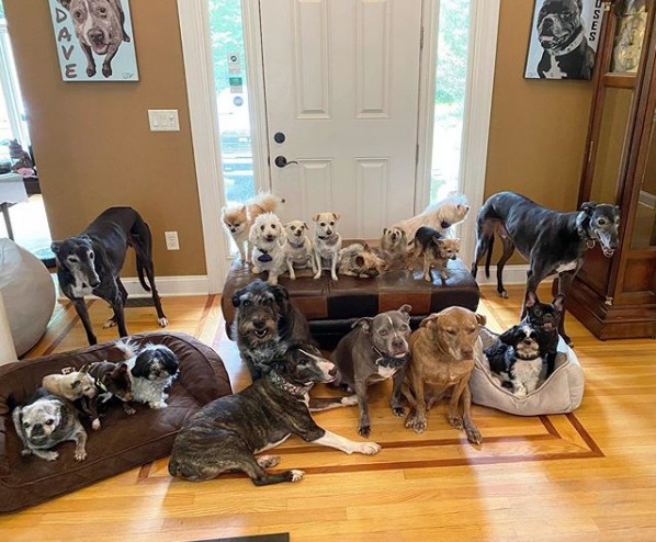 Έδωσαν μια περιουσία για να κάνουν το σπίτι τους «παράδεισο» για ηλικιωμένα σκυλιά