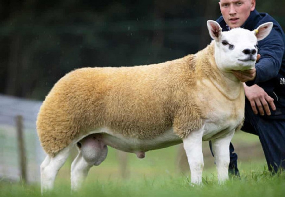 Ποσό ρεκόρ για ένα πρόβατο τέξελ – Πωλήθηκε για πάνω από 410.000 ευρώ σε δημοπρασία