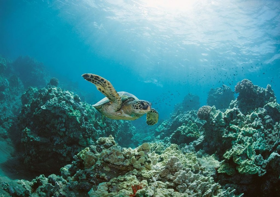 H υπερθέρμανση του πλανήτη οδηγεί θαλάσσια οικοσυστήματα σε «αόρατη μετανάστευση»