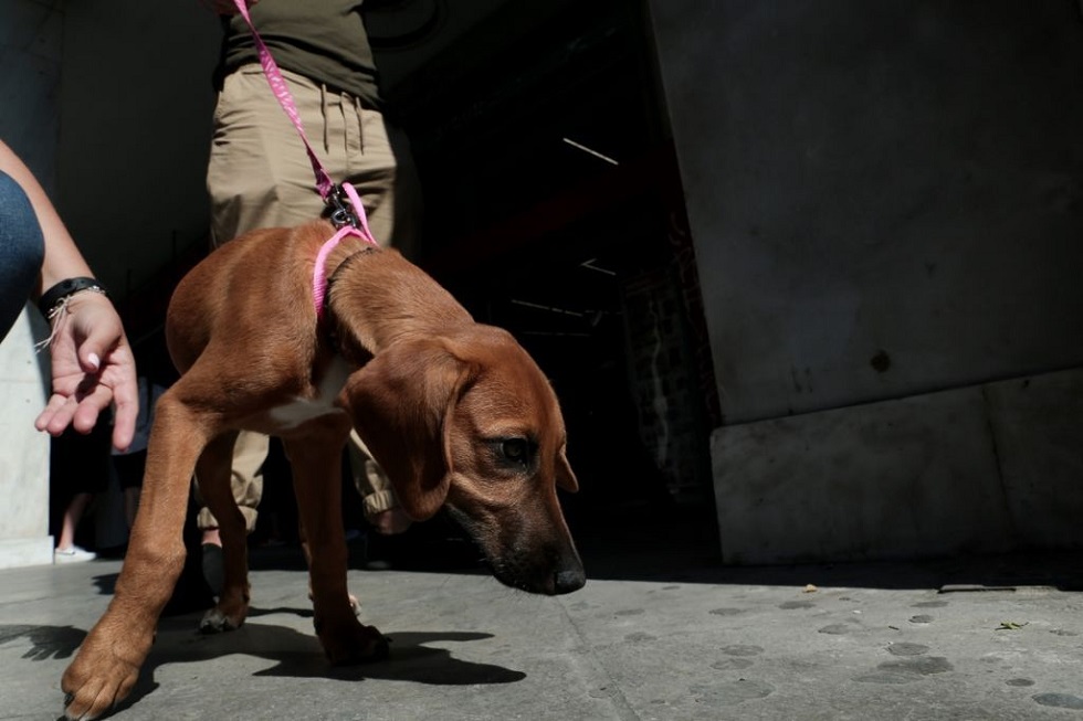 Χανιά : Κρέμασε σκύλο σε δέντρo και του έκοψε τα γεννητικά όργανα
