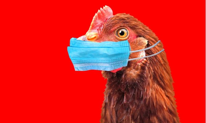 Γρίπη των πτηνών : Οδηγίες του ΕΦΕΤ για τον χειρισμό και το μαγείρεμα των πουλερικών