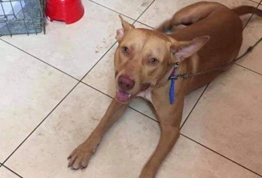 Χανιά : Παρουσιάστηκε στις Αρχές ο άνδρας που κακοποίησε τον σκύλο