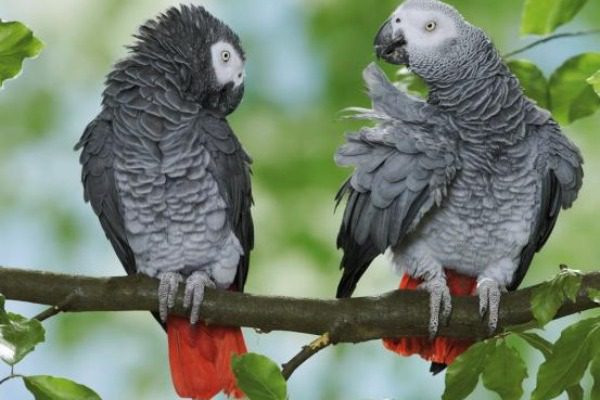 Χώρισαν 5 παπαγάλους σε ζωολογικό κήπο επειδή… έβριζαν όταν ήταν μαζί