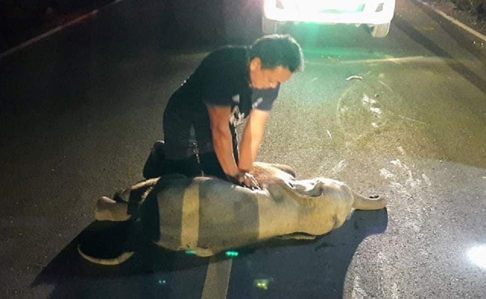 Διασώστης στην Ταϊλάνδη σώζει ελεφαντάκι με CPR (vid)