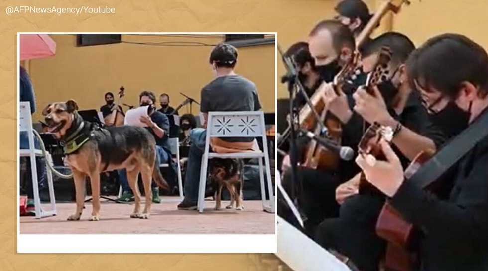 Κολομβία : Η Φιλαρμονική Ορχήστρα της Μπογκοτά έκανε συναυλία ευαισθητοποίησης για τα κατοικίδια (vid)